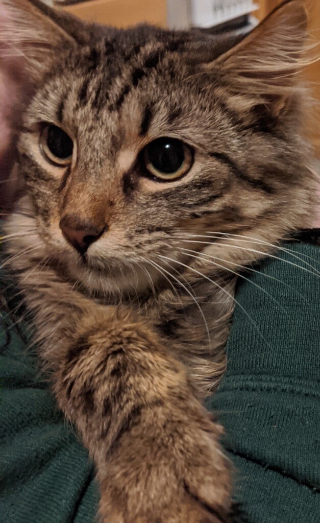 gumtree kittens free to good home